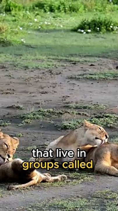 LION | The KING of Savanna.