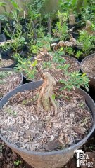 bon-sai / bonsai