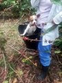 Un chien aide à récolter des grains de café