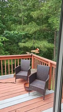 L'écureuil mange des graines épicées pour oiseaux