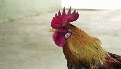 New Mentos Ad  Chicken Singing FarakPa