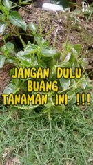 JANGAN DULU BUANG TANAMAN INI !!!