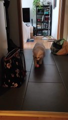 Boreas le chat joue à rapporter