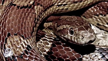 Historias Del Campo (Relatos De Terror)