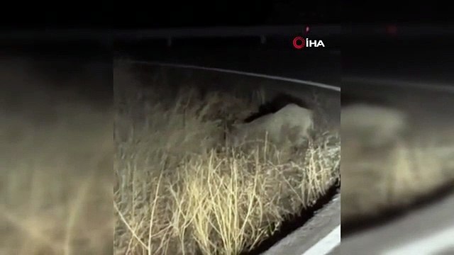 Dans la capitale, le cochon blessé a atterri en centre-ville