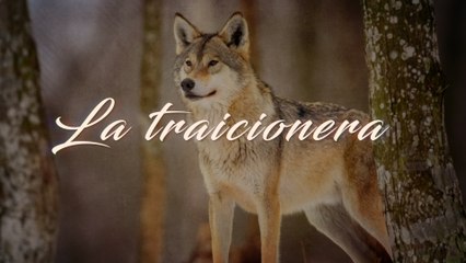 Los Temerarios - La Traicionera (LETRA)