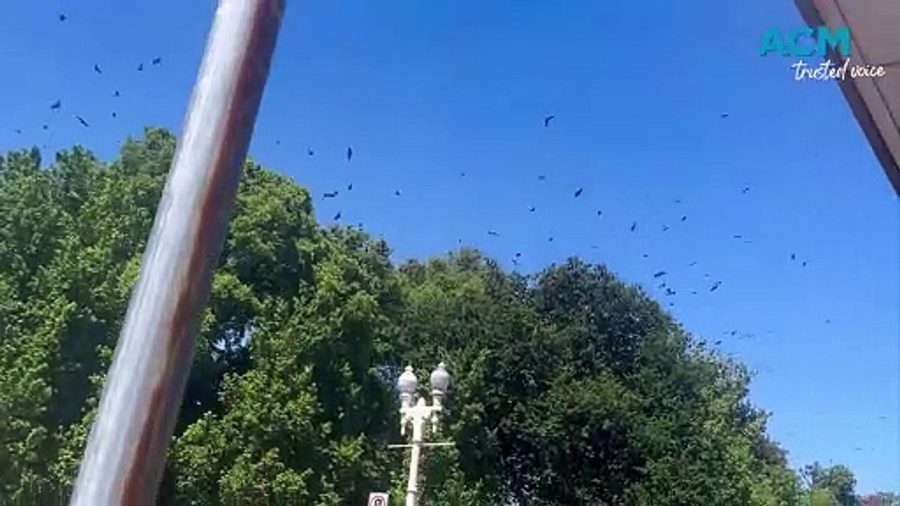 Bats everywhere in Bathurst