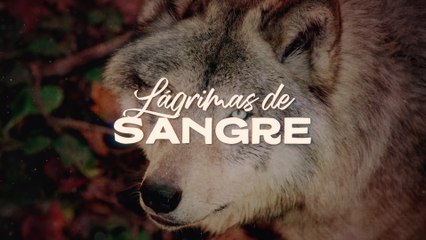 Los Temerarios - Lágrimas De Sangre (LETRA)
