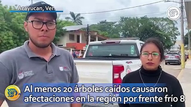 Al menos 20 árboles caídos causaron afectaciones en la región Acayucan por frente frío 8