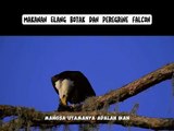 Makanan Burung Elang Botak Dan Burung Peregrine Falcon