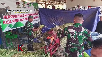 Peternak Binaan Tni Bagikan Susu Kambing Untuk Cegah Stunting
