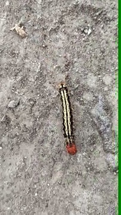 A lovely caterpillar moving