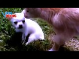 Cute baby goats | Cute baby goats jumping | Cute baby goats playing around