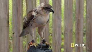 Glove training Maka'io, a Hawaiian hawk ｜ Extraordinary Birder with Christian Cooper