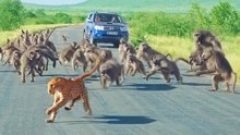 Leopard has all-out Brawl With 50 Baboons