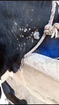 Cattle farming and its problems ||cow farming || cow