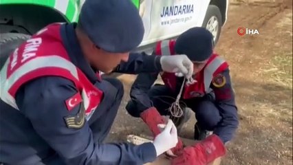 Devriye gezen jandarma, yaralı atmaca buldu
