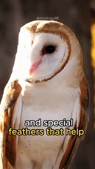 OWL | The most mysterious creature in the world.