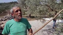 شاهد: لبنانيون يقطفون الزيتون على وقع القصف والطيران الإسرائيلي