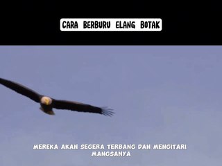 Cara Berburu Burung Elang Botak