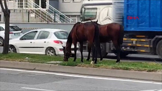 Avcılar'da refüjde otlayan atlar şaşkınlık yarattı