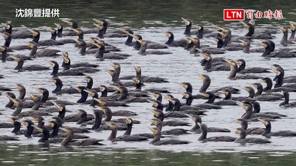 鸕鶿來了！400隻先遣部隊抵基隆新山水庫「出一張嘴」貢獻超大（沈錦豐提供）