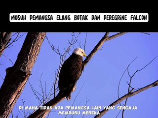 Musuh Di Antara Elang Botak Dan Peregrine Falcon