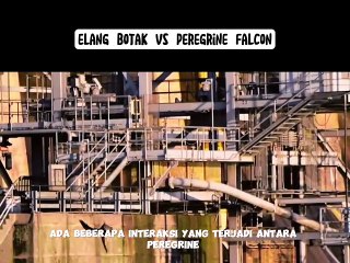 Elang Botak vs Peregrine Falcon
