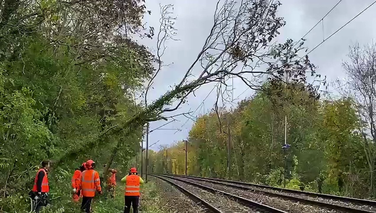 Sur la ligne Paris-Le Havre, les bûcherons de la SNCF s'activent actuellement pour déblayer les caténaires de troncs d'arbres