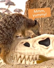 ADORABLE Meerkats Love Playing in Fake Dino Skulls