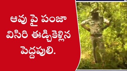 శ్రీకాకుళం: జిల్లాలో పెద్దపులి కలకలం.. ఆవుపై దాడి