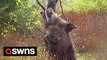 Wildlife camera captures bear enjoying a back scratching session