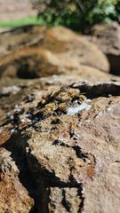 Bees Enjoy a Sugary Feast