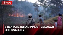 5 Hektare Hutan Pinus Terbakar, Tim Damkar Berjibaku Padamkan Api di Lumajang
