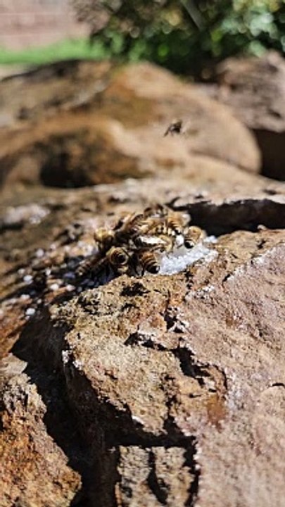 Bees Enjoy a Sugary Feast