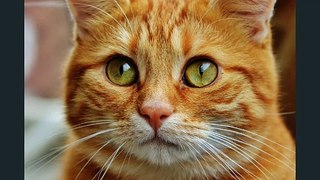 أجمل القطط فى العالم - The most beautiful cats in the world