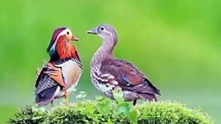Romance between birds
