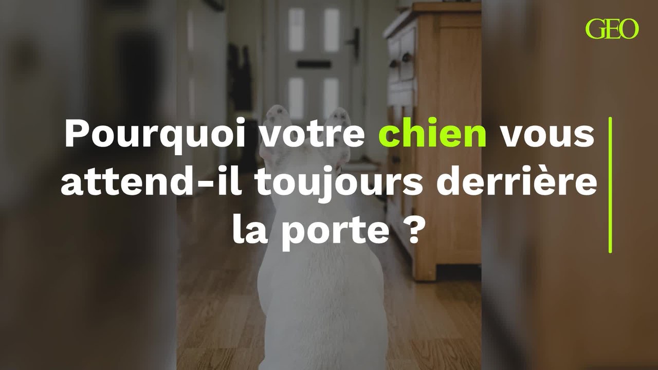 Pourquoi votre chien vous attend-il toujours derrière la porte ?