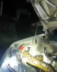 Así fue el hallazgo de una sicurí en el motor de un vehículo en Puerto Quijarro