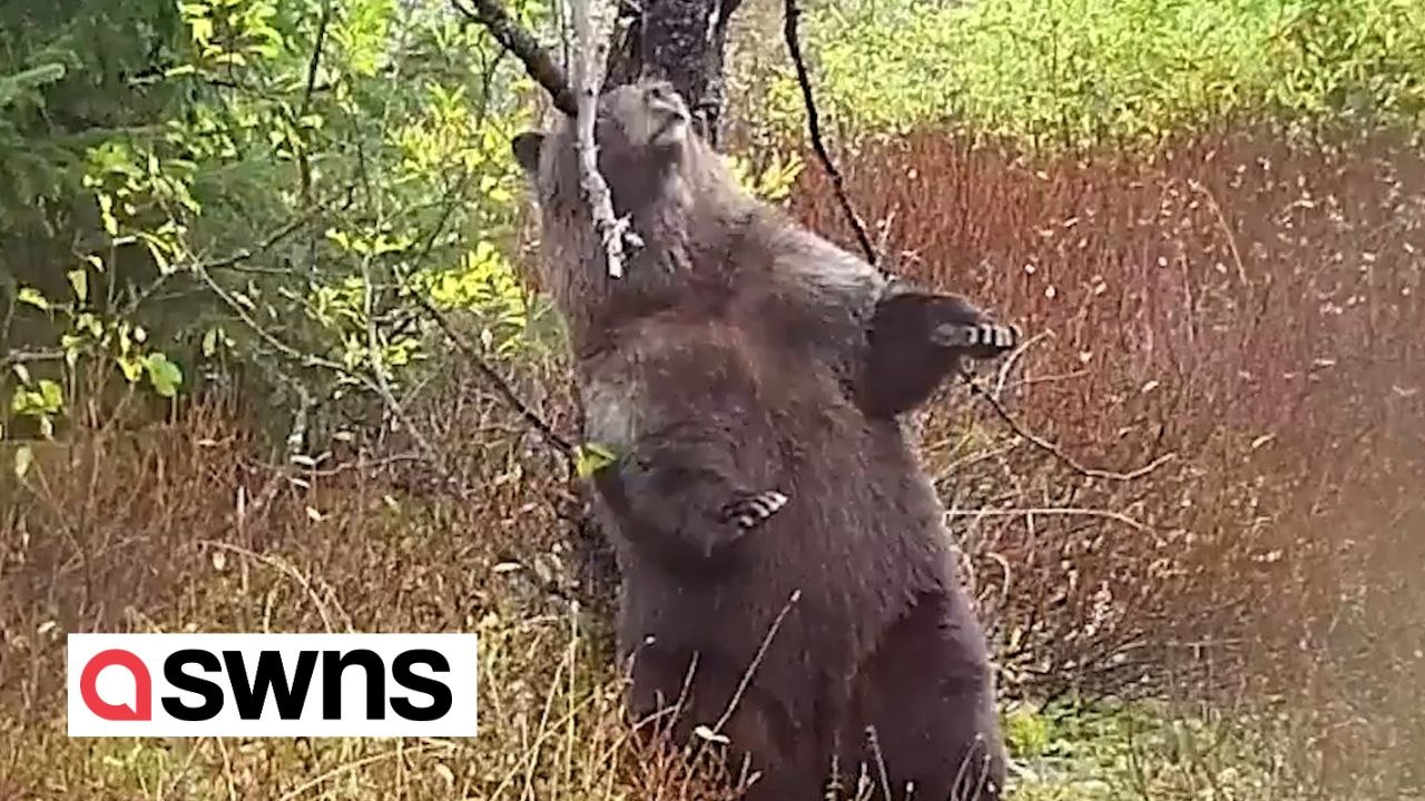 Camera captures bear enjoying a back scratching session
