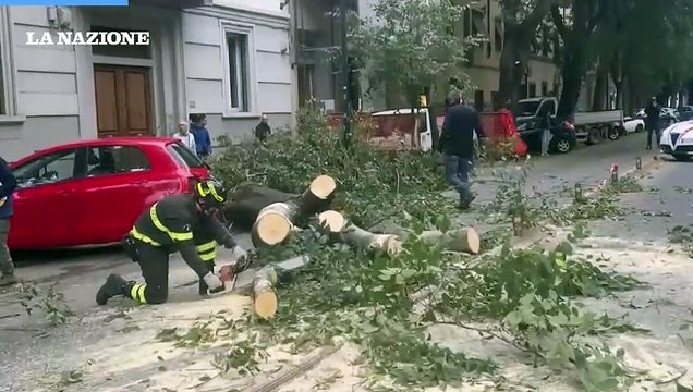 Firenze, albero cade in mezzo al viale. L'intervento dei vigili del fuoco