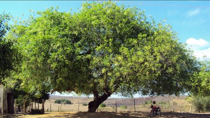 UNIFSM inaugura laboratório para pesquisa científica em parceria com produtores de polpa de fruta