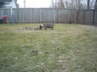 MY MALE AMERICAN BULLY SMASH