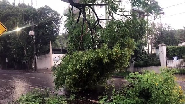 Galho de árvore fica pendurado e impede trânsito na Rua Sete de Setembro