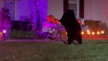 Bear caught digging into Halloween candy left for trick-or-treaters