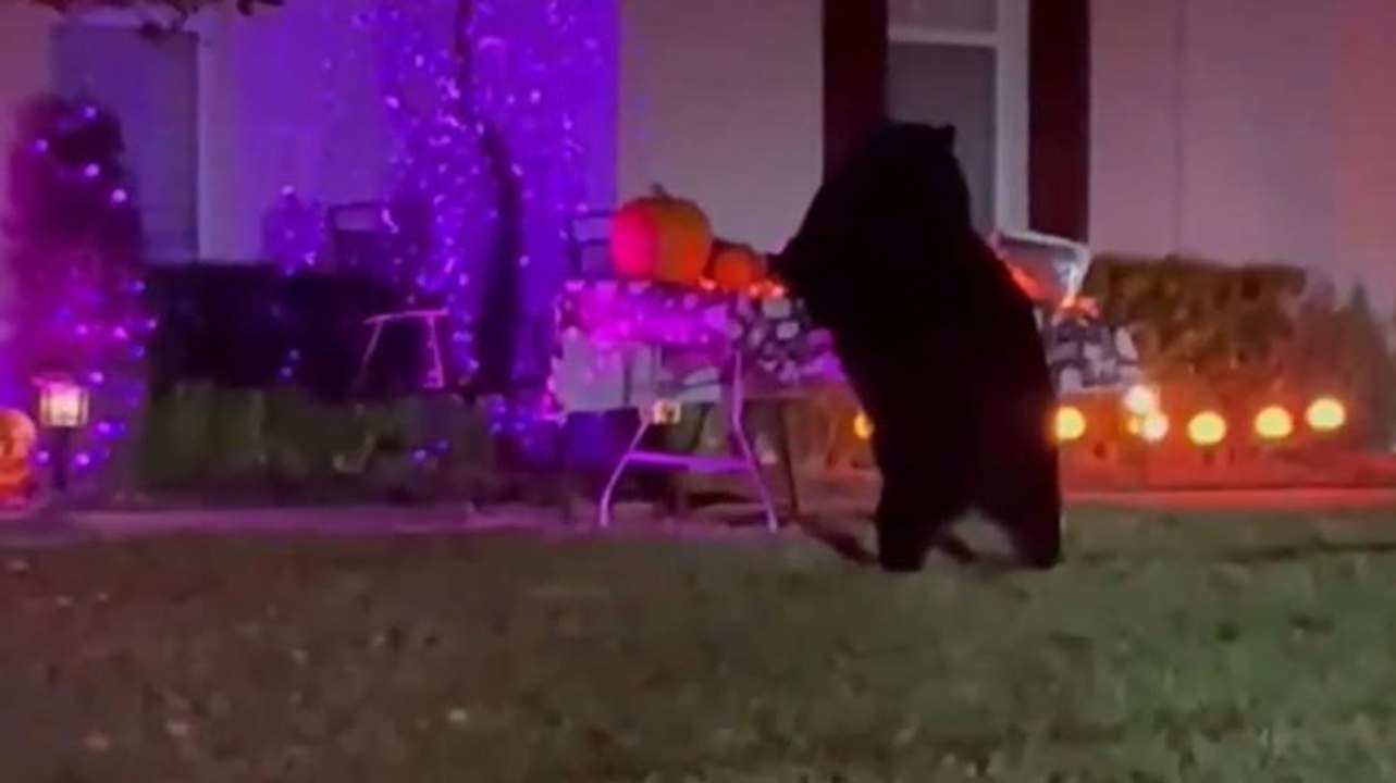 Bear caught digging into Halloween candy left for trick-or-treaters