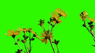 Flower blossom plant Green Screen Stock video footage HD