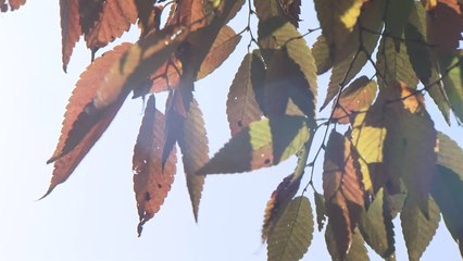 늦가을 맞아?, 경주 29.4℃, 서울 25.9℃...11월 최고 기온 기록 / YTN