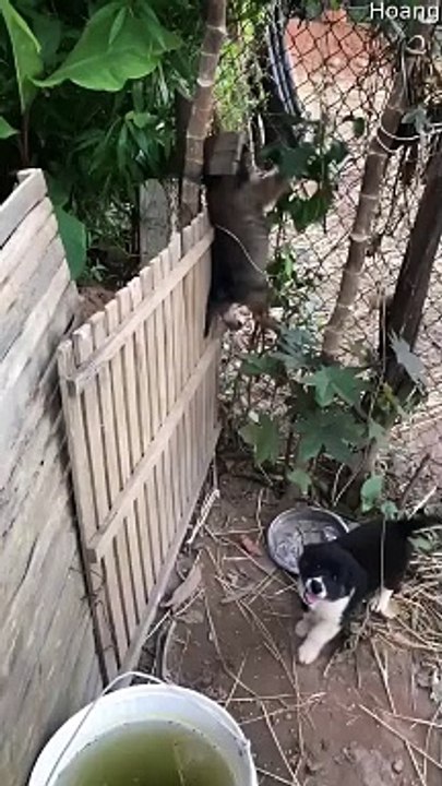 Des chiots au pied sûr grimpent sur la clôture