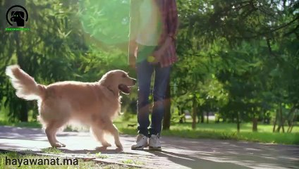 إعلانات بيع و شراء الحيوانات في كل دول العالم